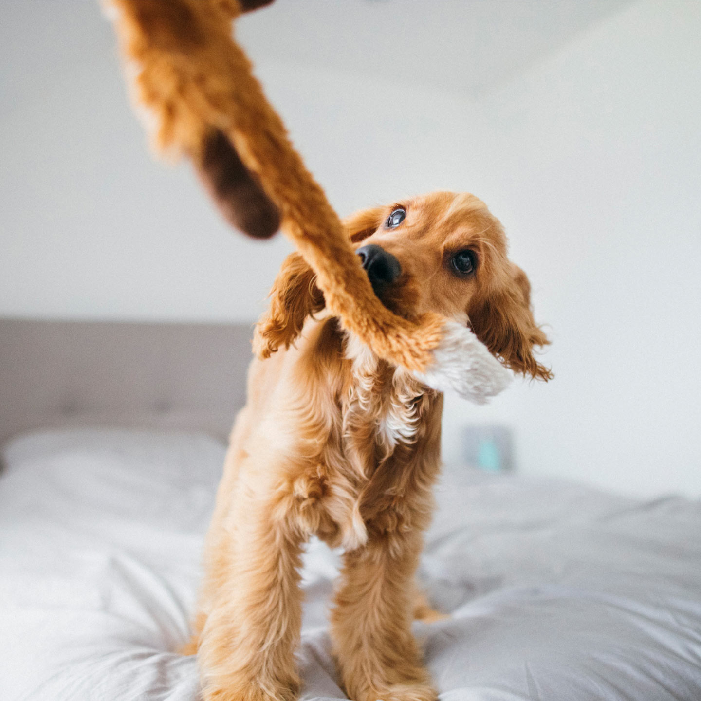 how to train a dog