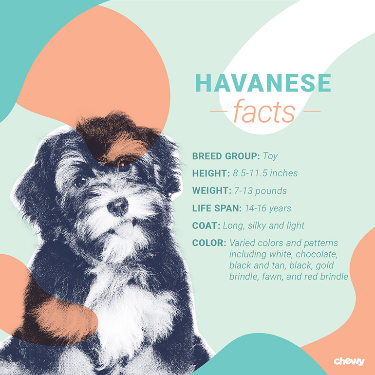 Havanese