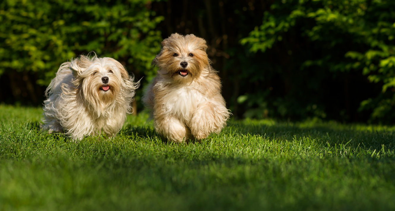 Havanese Dog Breed Facts, Temperament and Care Info