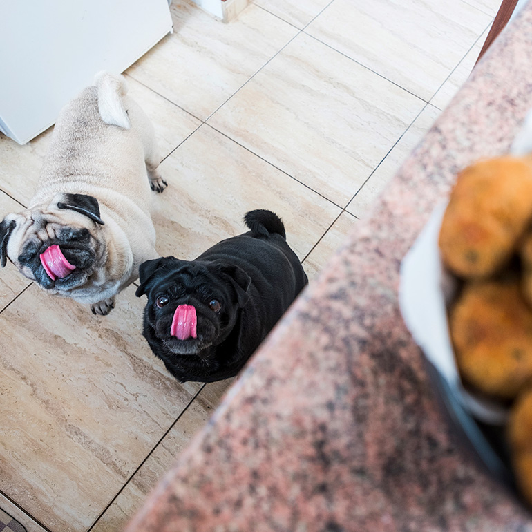 Puppy Proofing