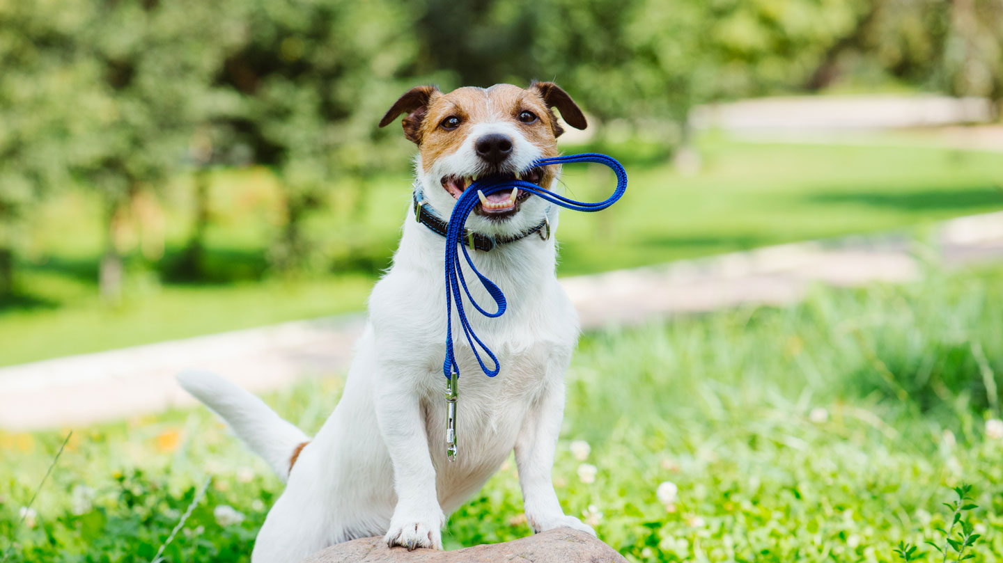 pets in summer