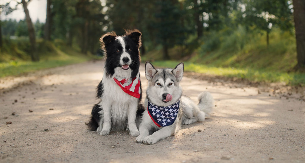 Why Are Dogs Afraid of Fireworks? How to Ease a Pup's 4th of July Fears