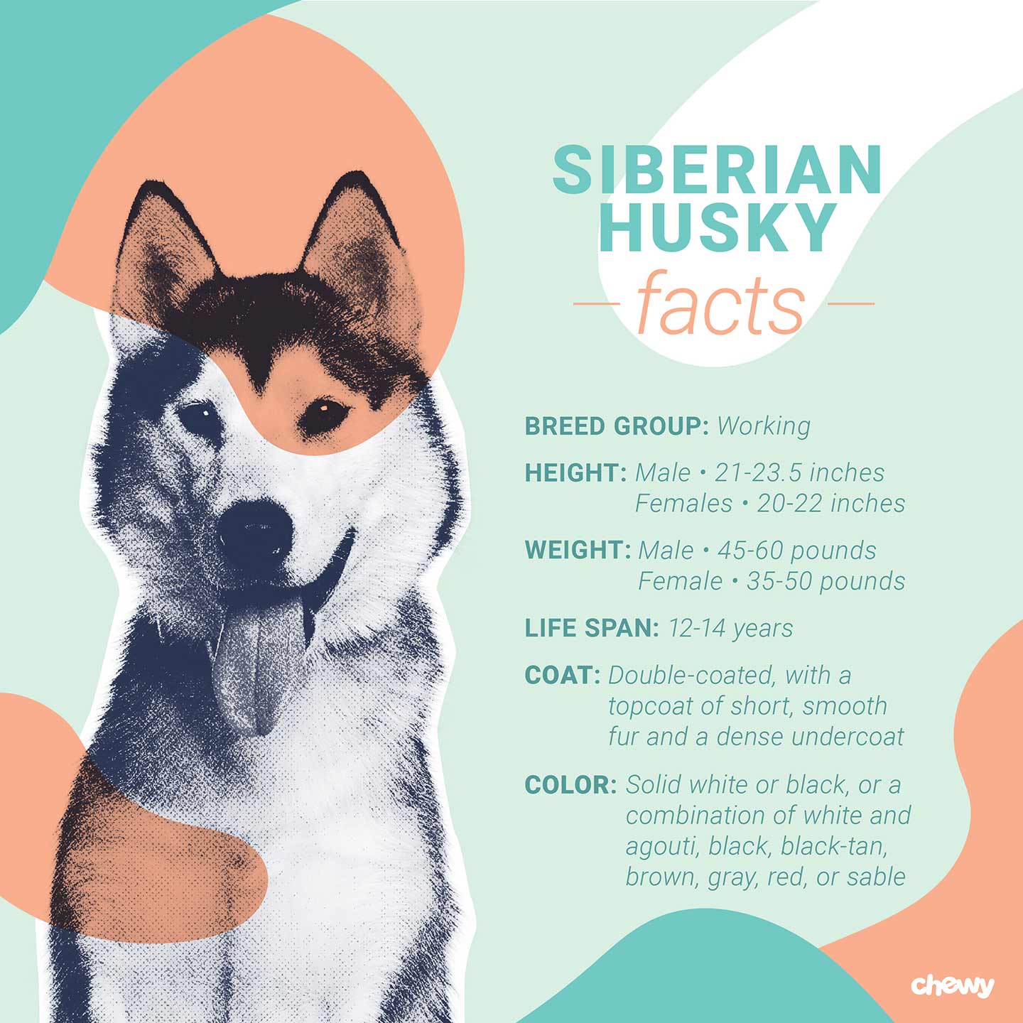 Husky Dog Family Tree At Amy Jonsson Blog