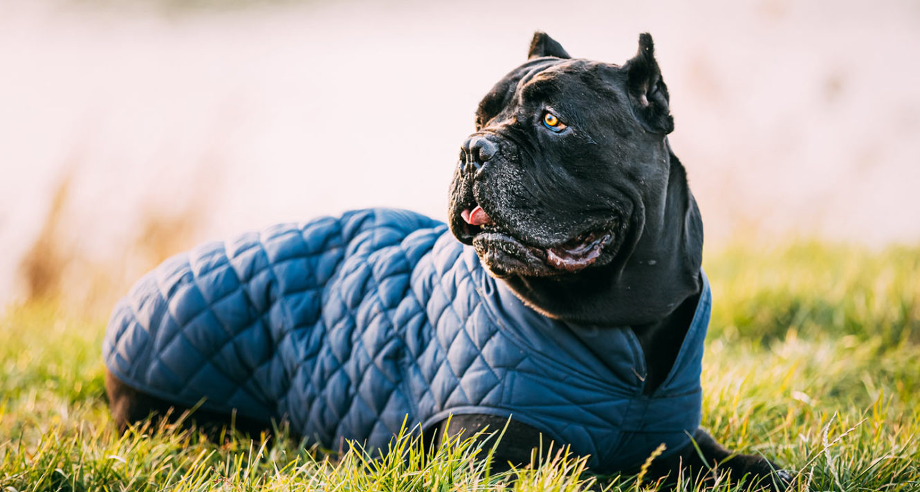 Cane Corso Dog Breed Facts, Temperament and Care Info