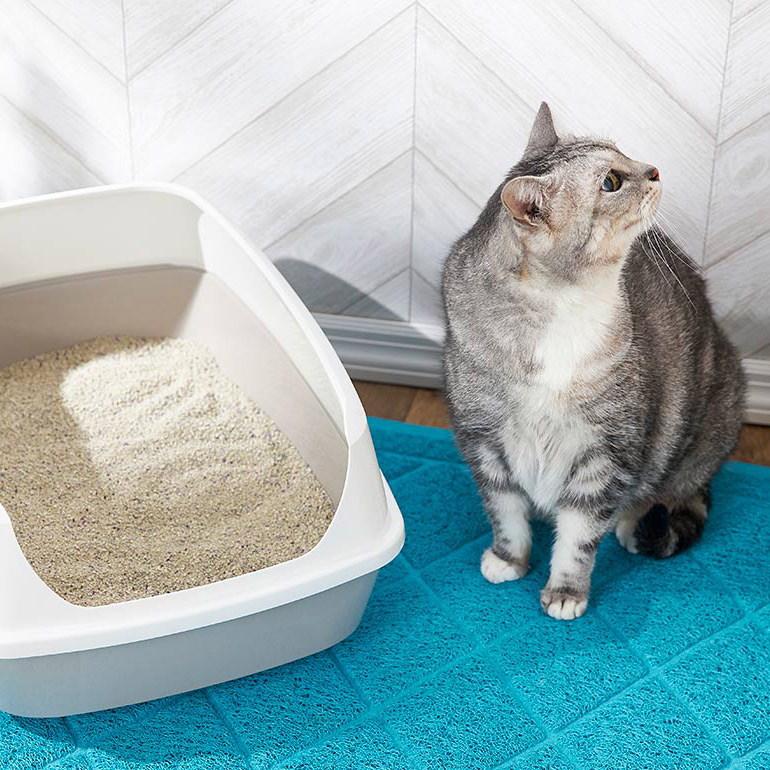 New Pets Guide Information on Adopting Kittens, Adult Cats and Senior