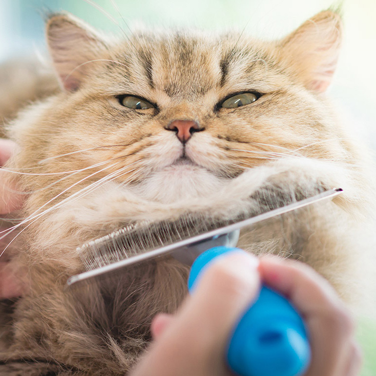 New Pets Guide Information on Adopting Kittens, Adult Cats and Senior