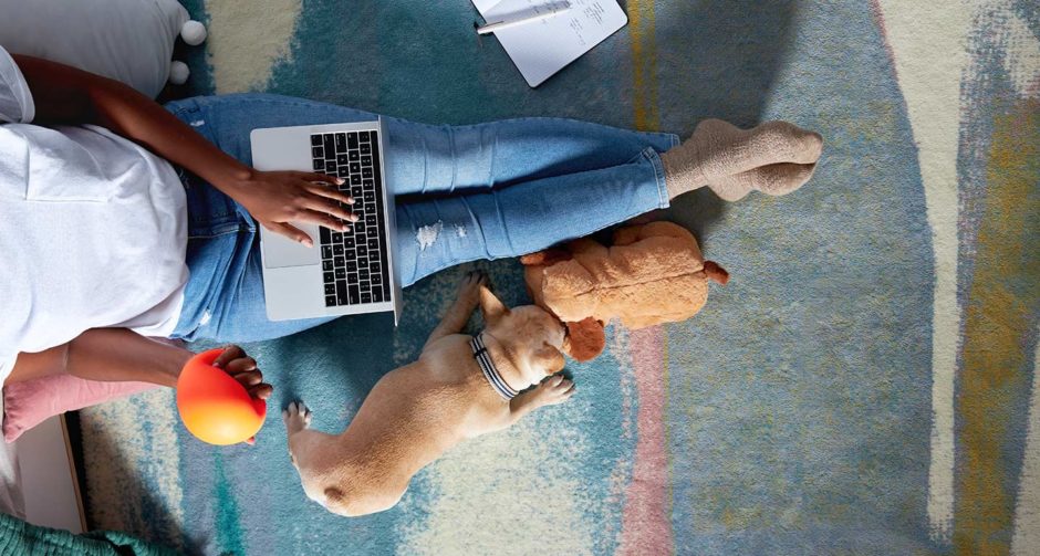 dog distraction toys