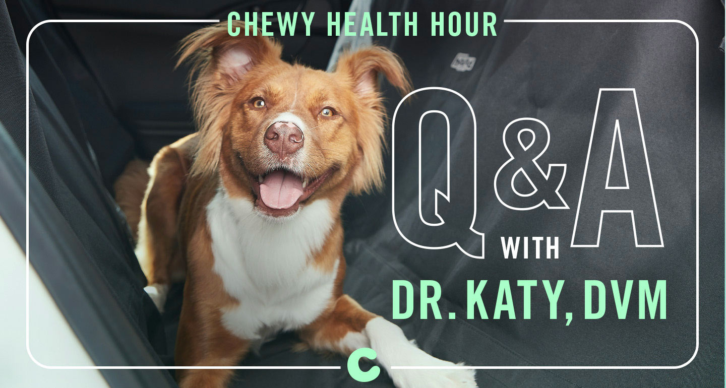 Chewy Health Hour Pet Travel Tips Pet Central by Chewy