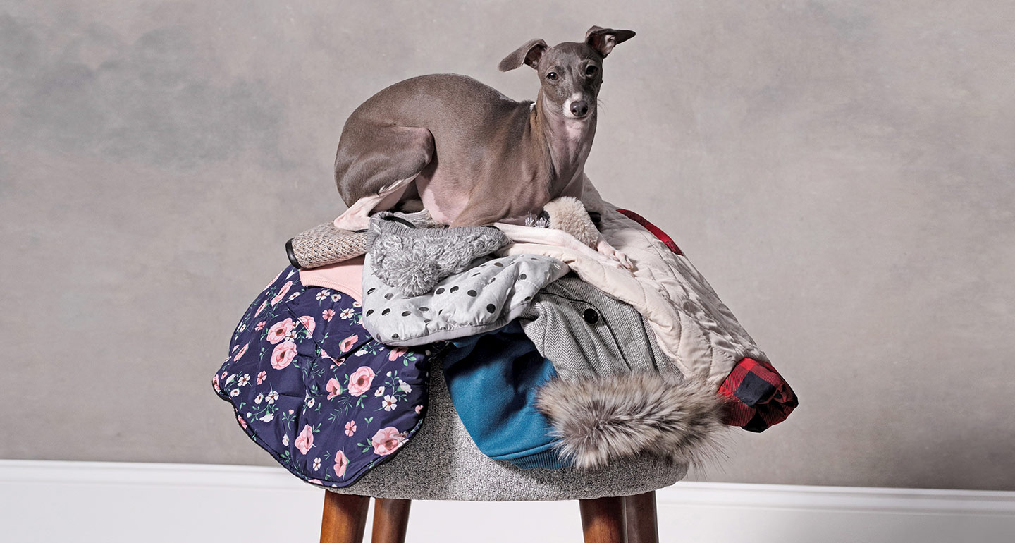 Shop the Trendiest Fall Fashions for Dogs and Cats, Hot Off the Runway