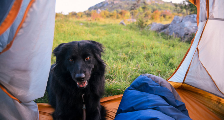 The Best Dog Camping Gear of 2020