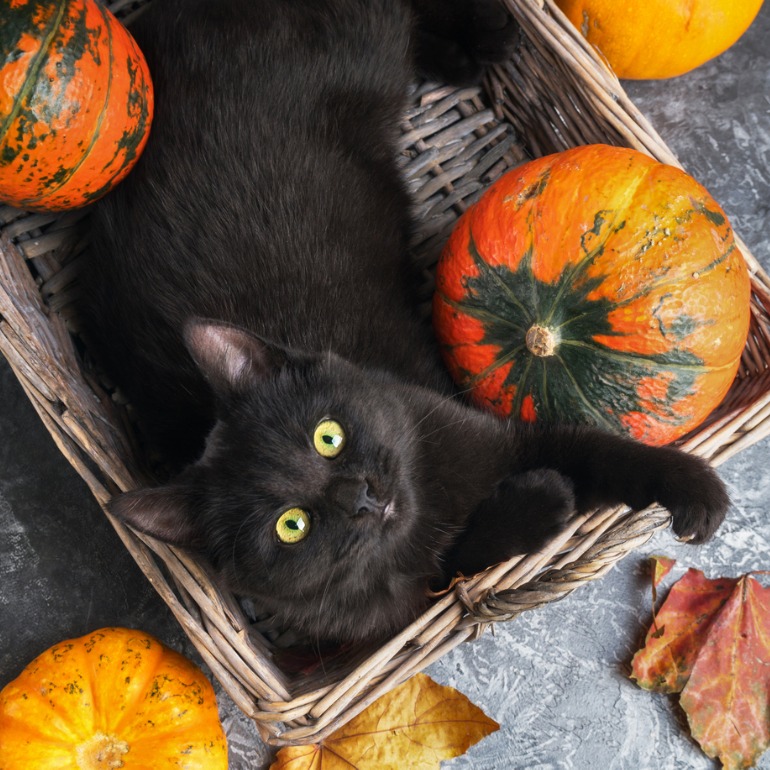 National Cat Day When Is National Cat Day? BeChewy