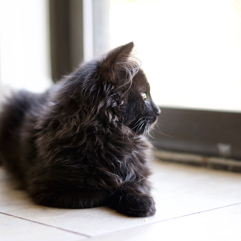 Leash Training a Cat