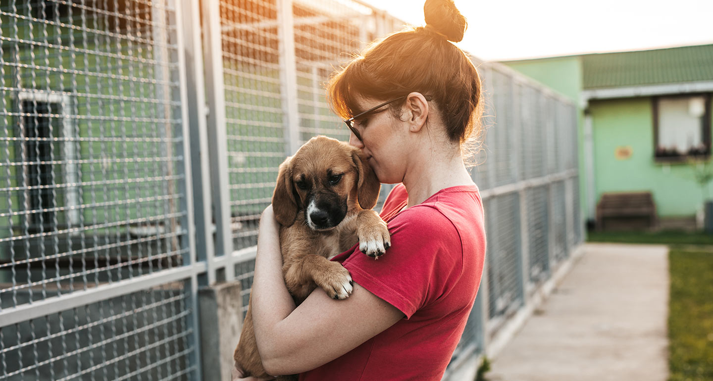 Shelters and rescues