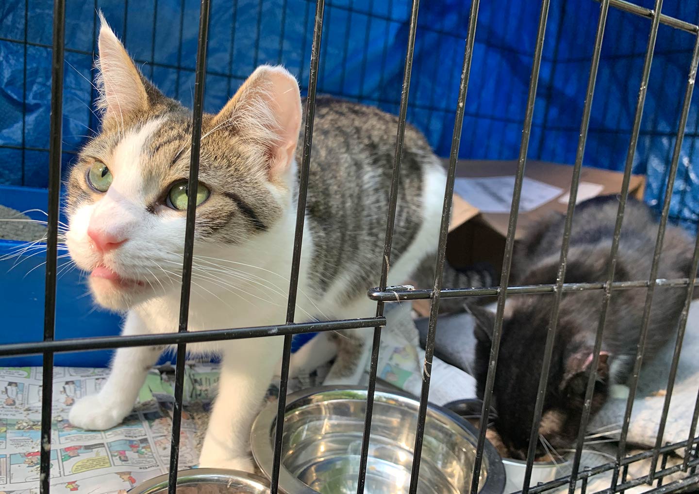 working cats
