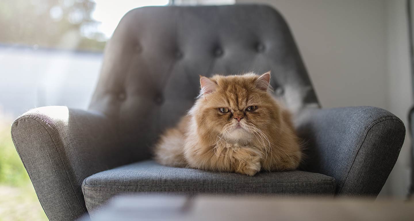 should i get another cat