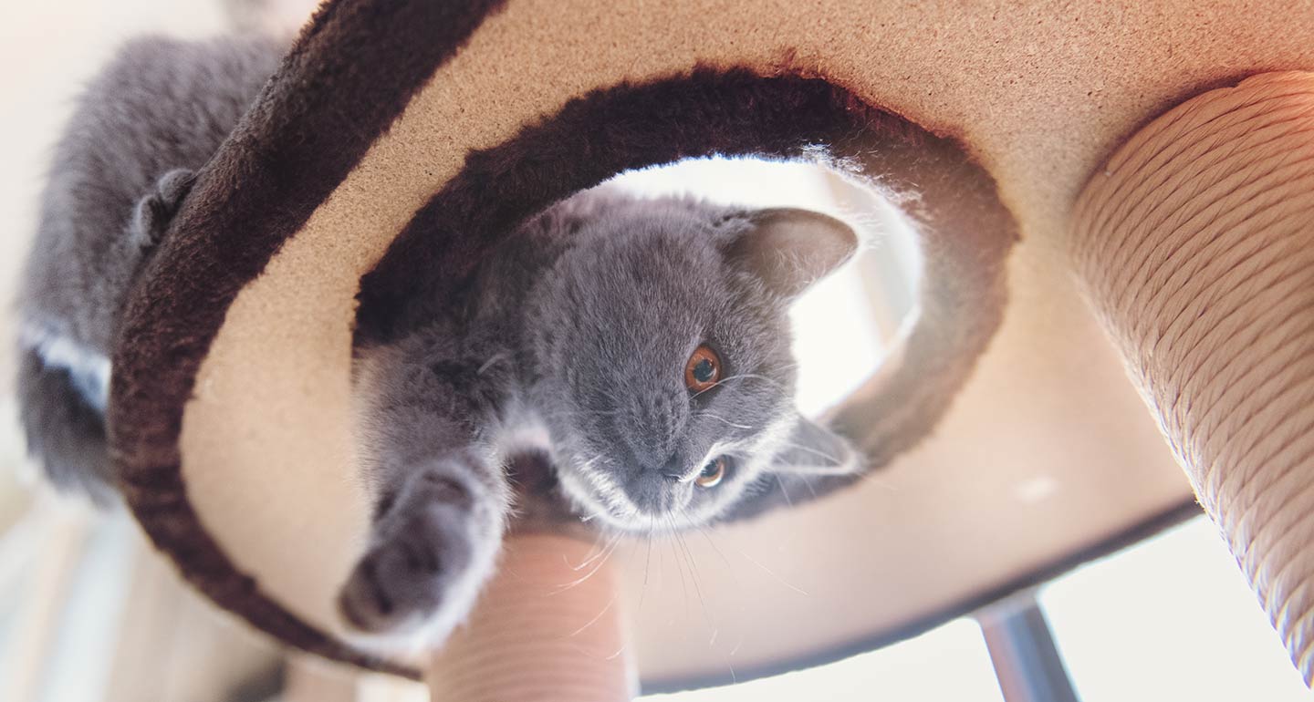 should i get another cat
