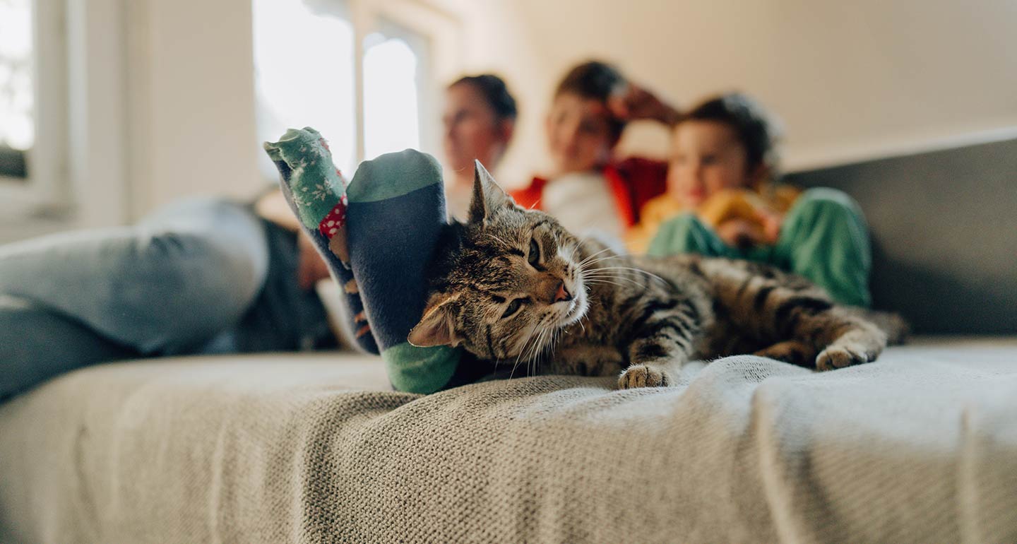 should i get another cat