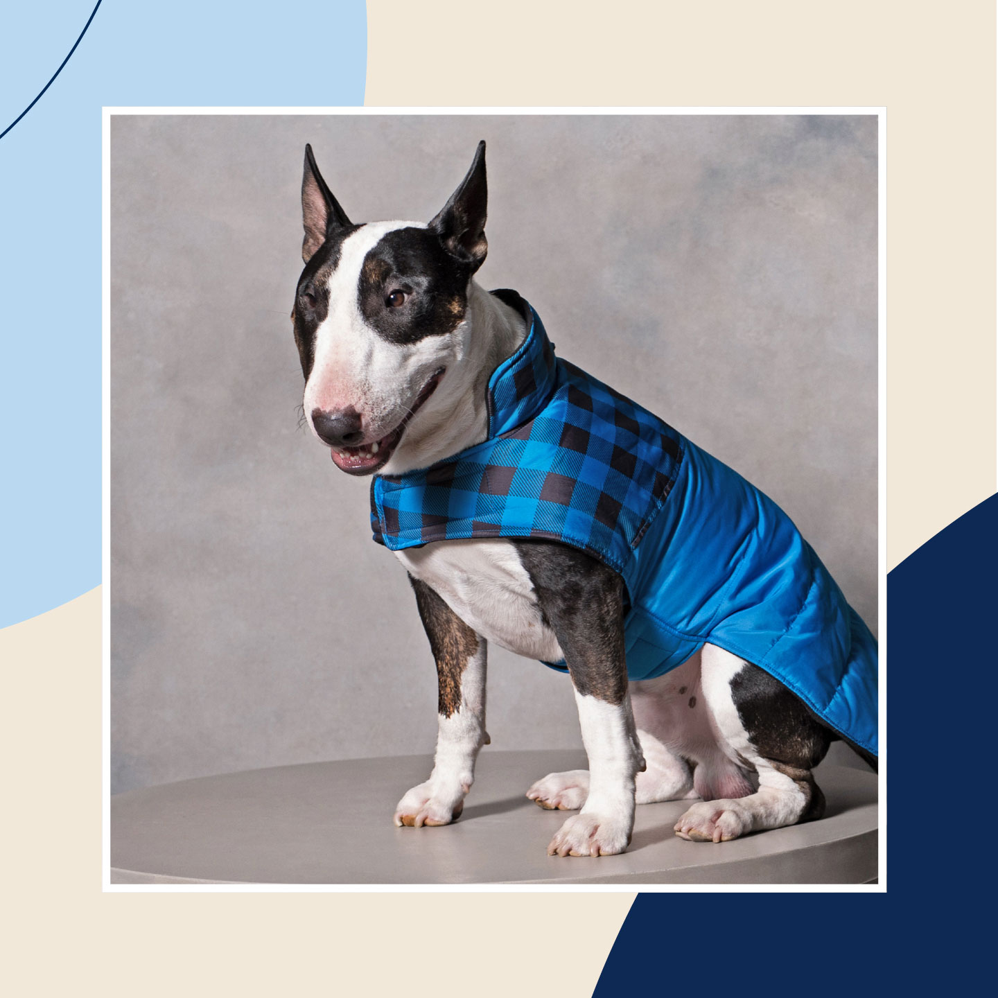 Buying Guide Best Dog Winter Clothes 2020/2021