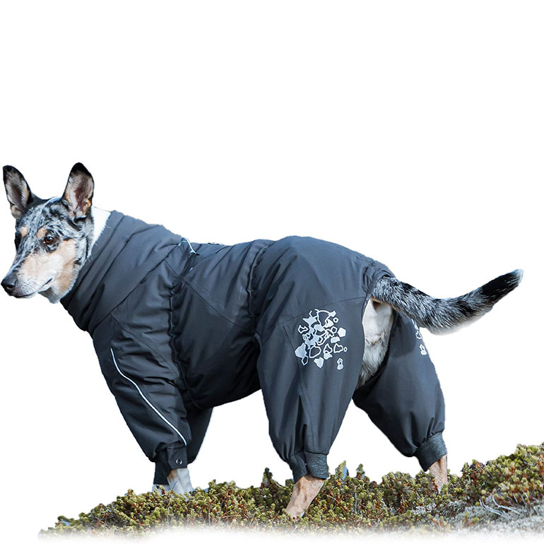 Buying Guide Best Dog Winter Clothes 2020/2021