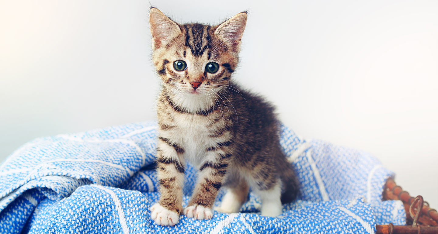 when can kittens be adopted