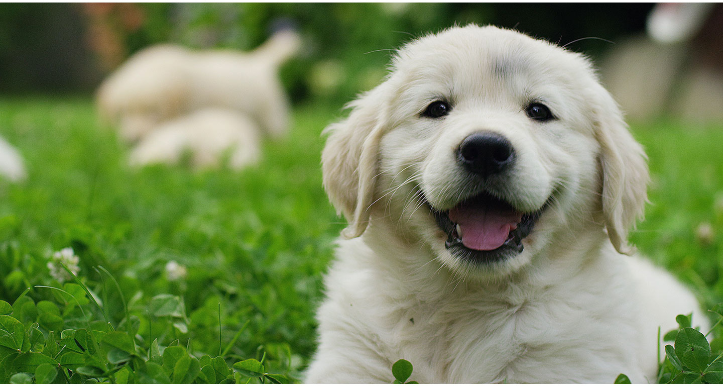 questions to ask a dog breeder