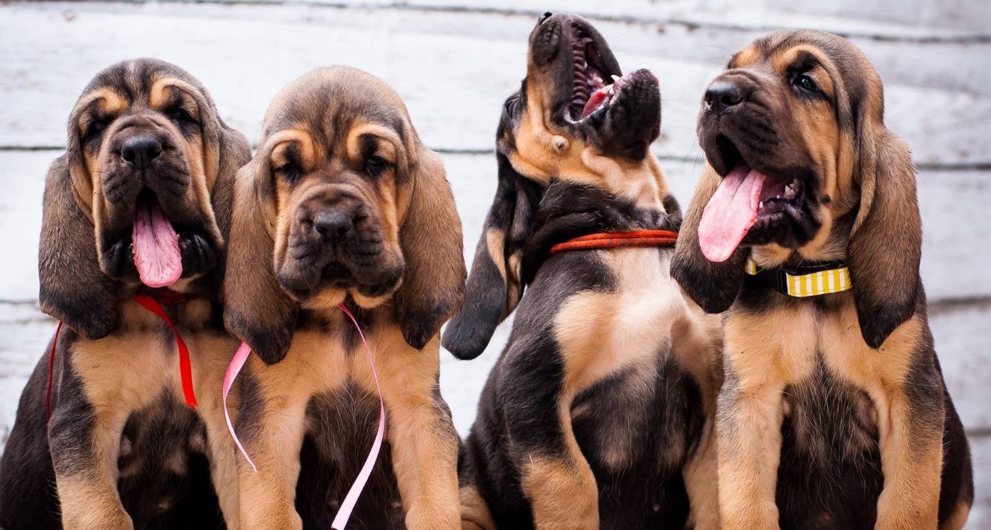 questions to ask a dog breeder