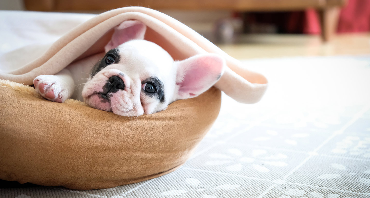 questions to ask a dog breeder