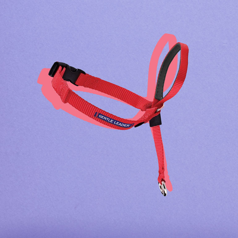 Buying Guide Choosing the Best Dog Collars for Every Pup