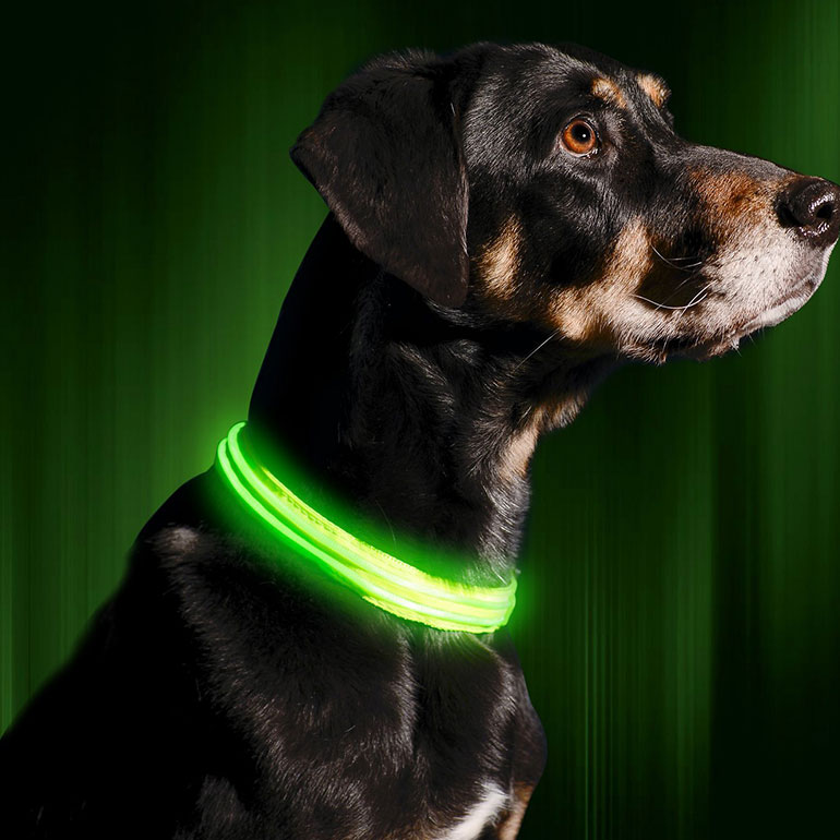 Buying Guide Choosing the Best Dog Collars for Every Pup