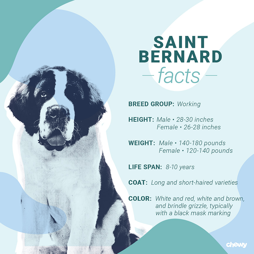 Fun Saint Bernard Facts For Kids IYSAJP Fun Saint Bernard Facts For Kids IYSAJP