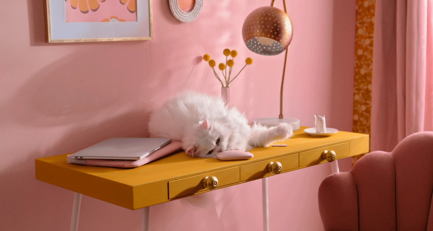 weird cat behavior - why dog cats knock things over