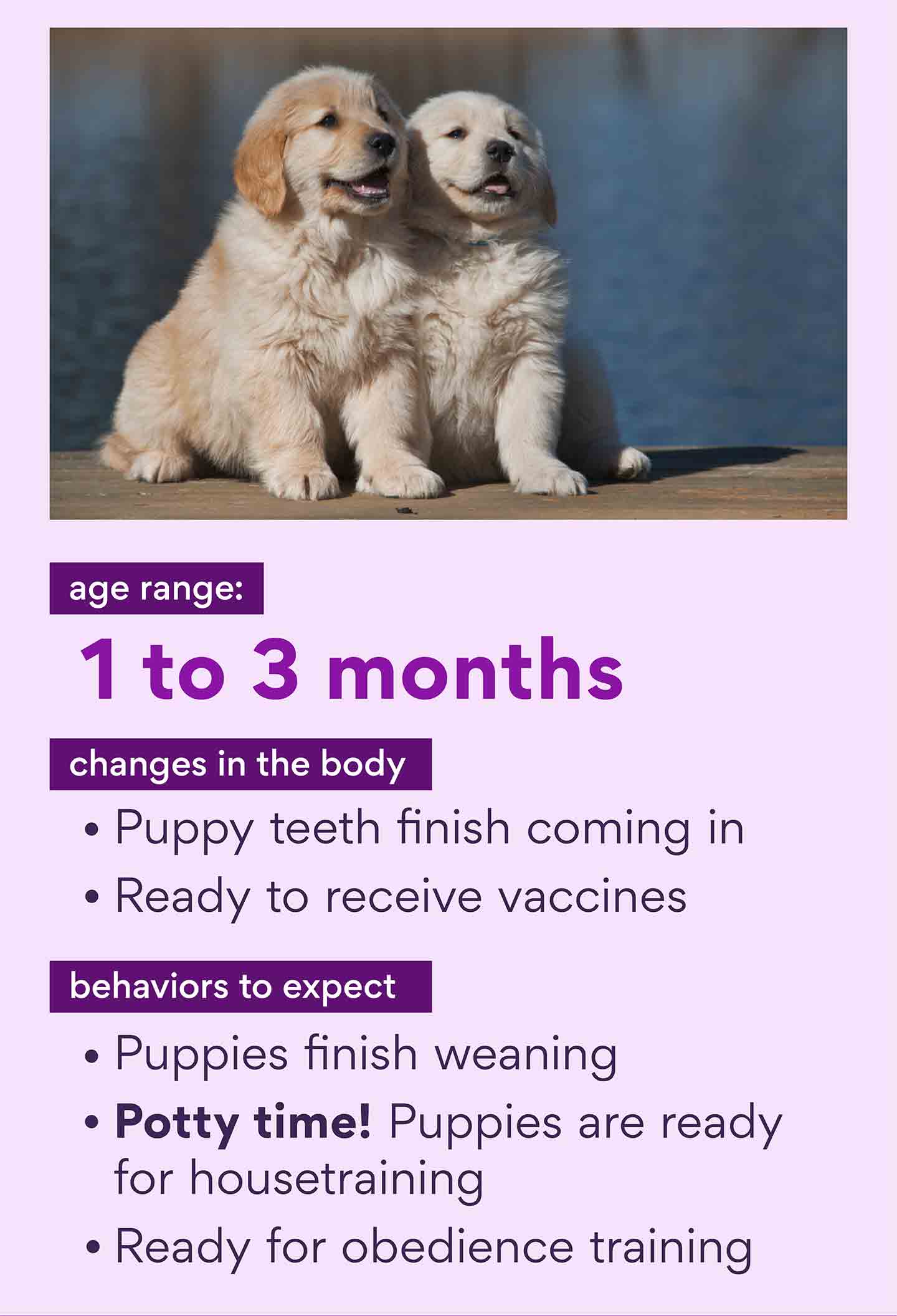 Puppy Stages Early Dog Development from Newborn Puppy to Adulthood