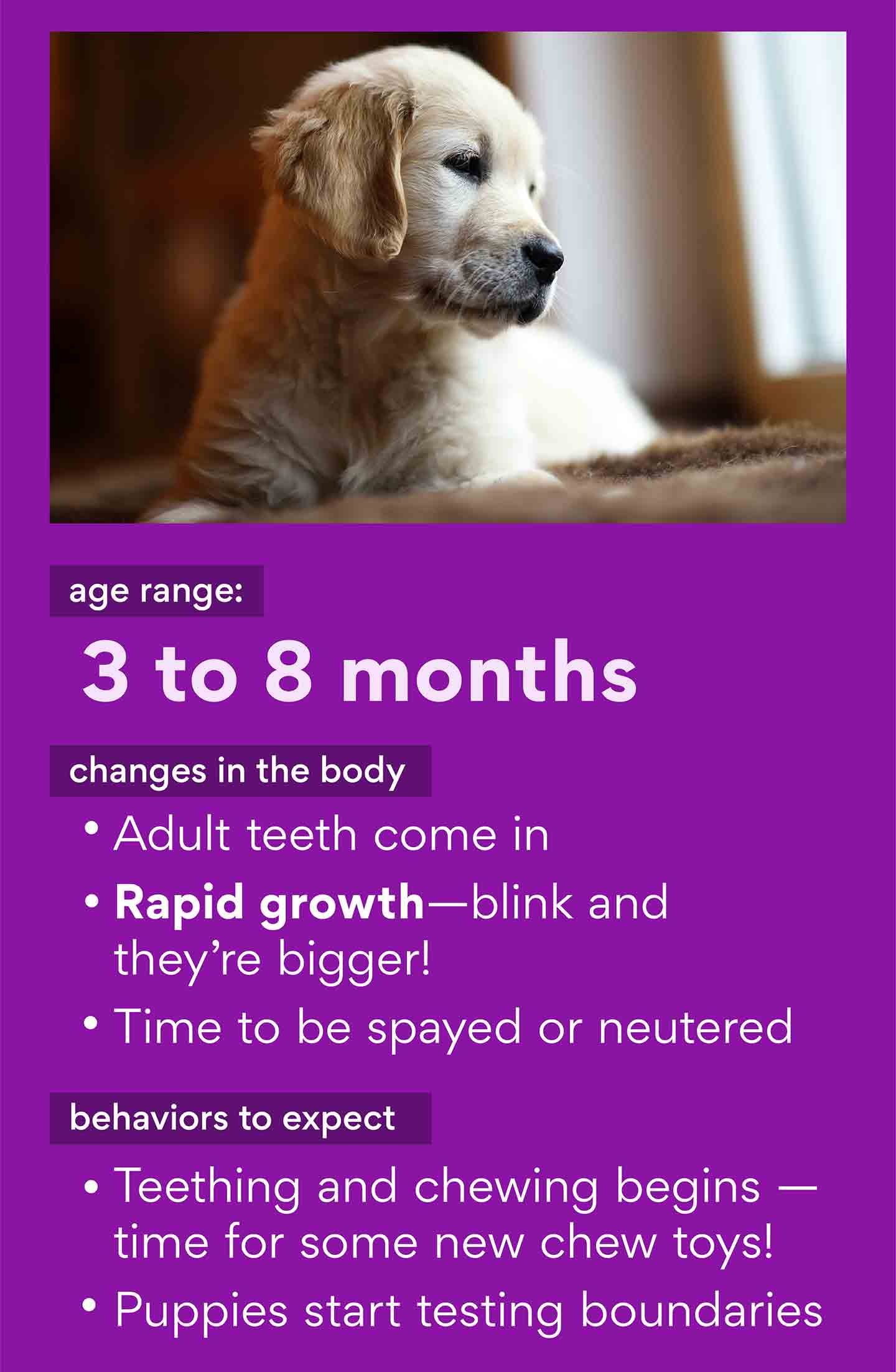 Puppy Stages Early Dog Development from Newborn Puppy to Adulthood