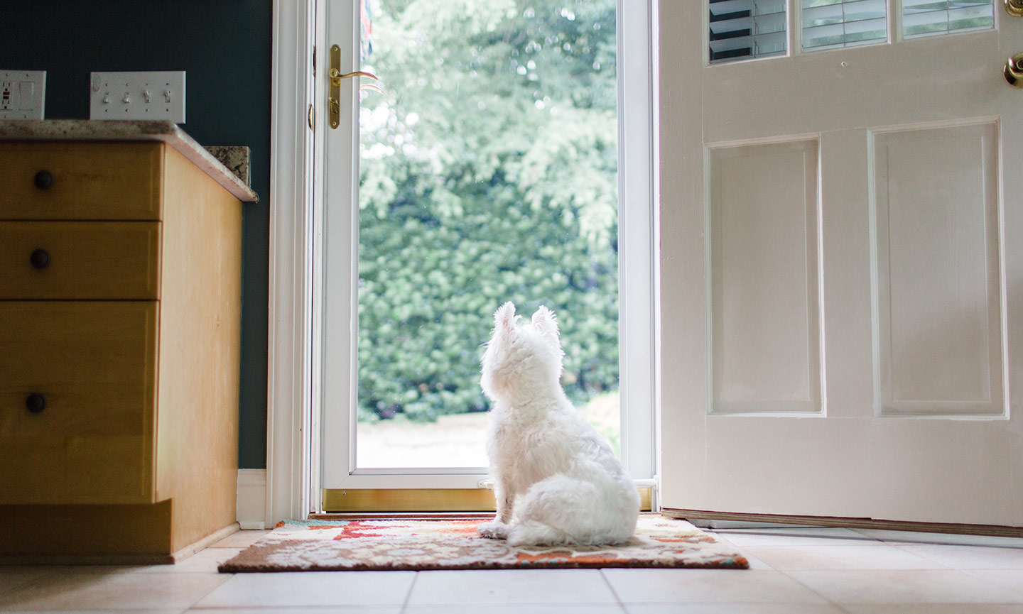 PetFriendly Homes 101 What Pet Parents Need to Know When Choosing a