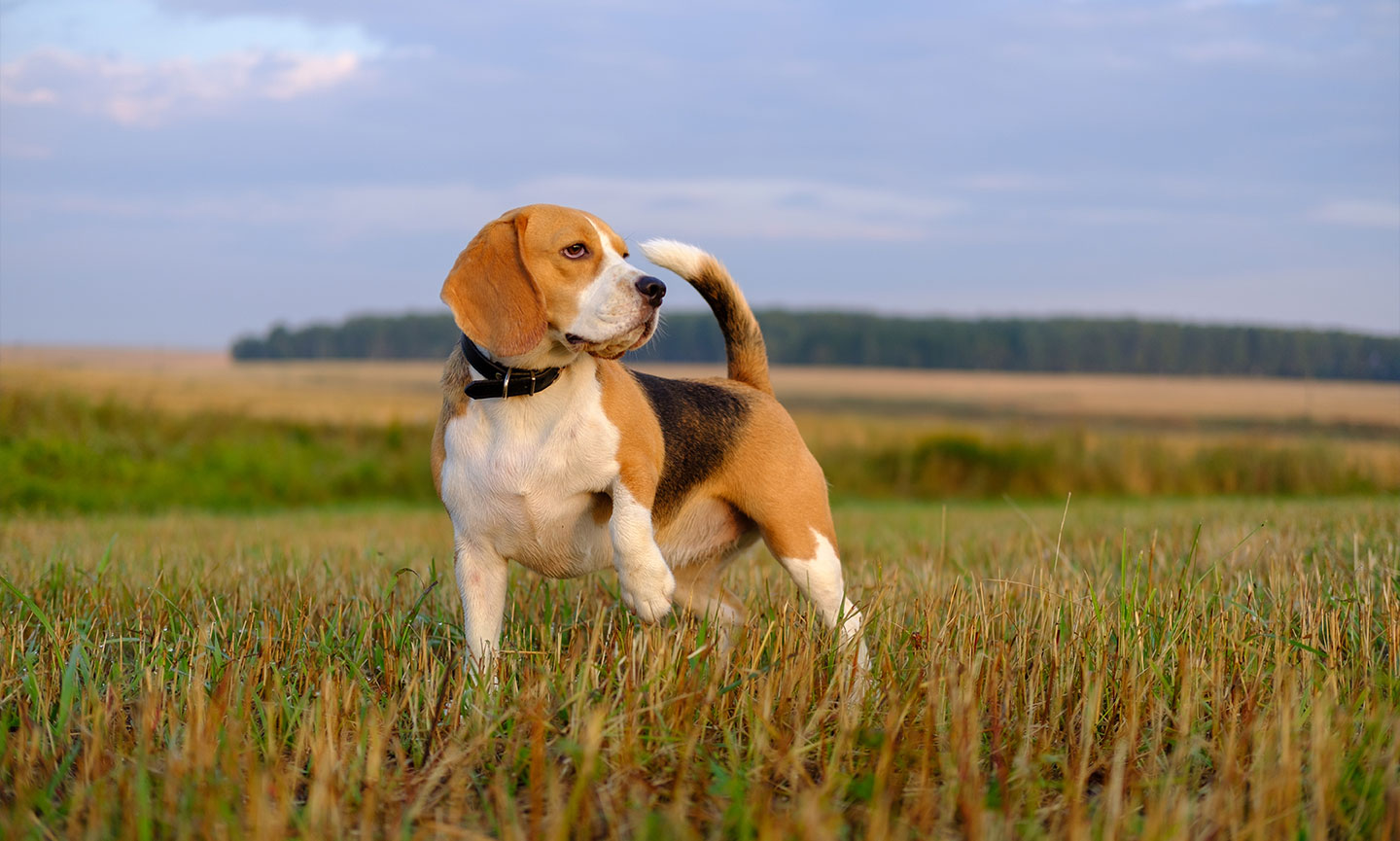 15 Dog Breeds with the Best Sense of Smell BeChewy