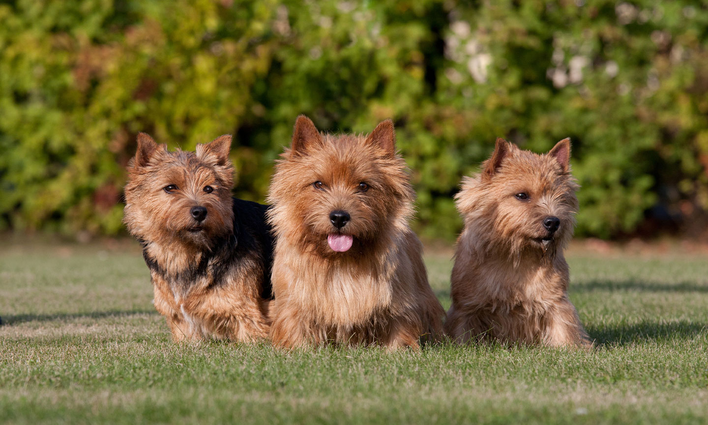 Norwich Terrier Breed Characteristics, Care & Photos BeChewy