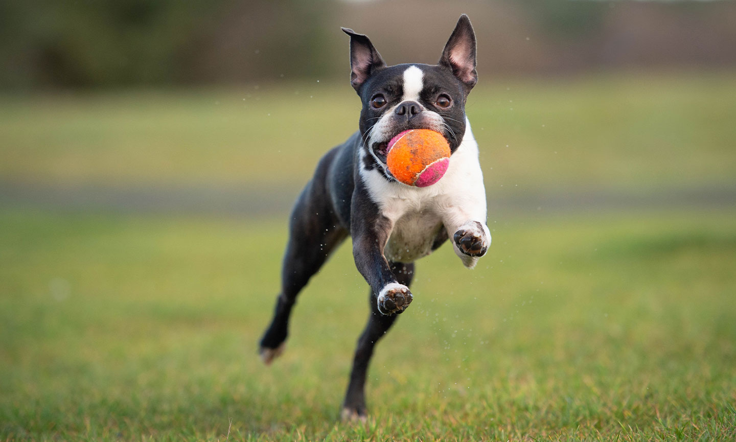 Can Boston Terriers Be Left Home Alone