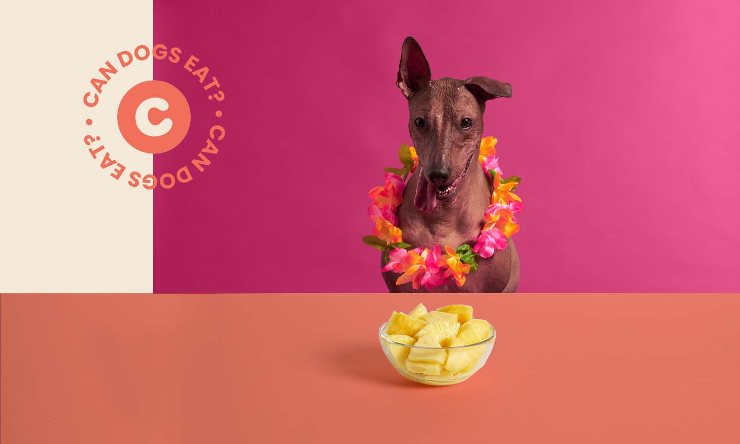 Are Dried Pineapples Bad For Dogs