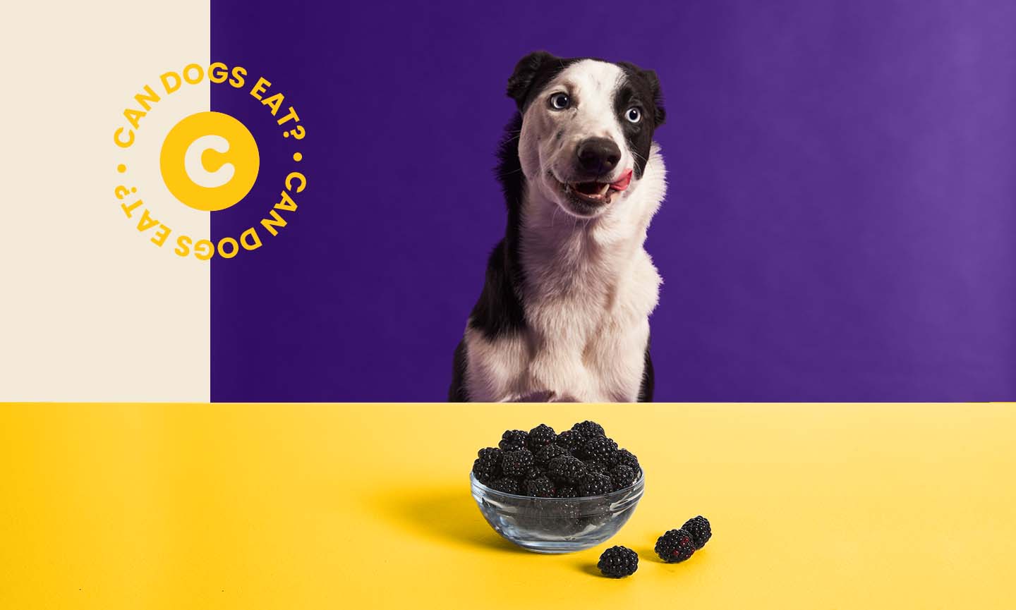 Are Dogs Allowed Blackberries