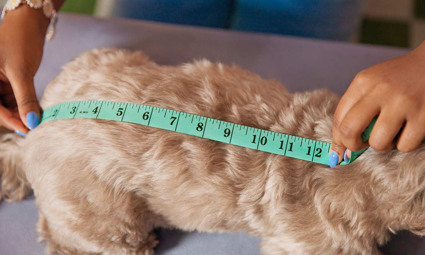 How to Measure Your Dog for Clothes and Costumes BeChewy