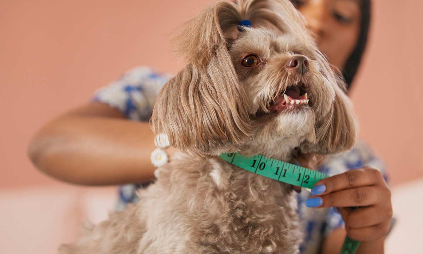 How to Measure Your Dog for Clothes and Costumes BeChewy