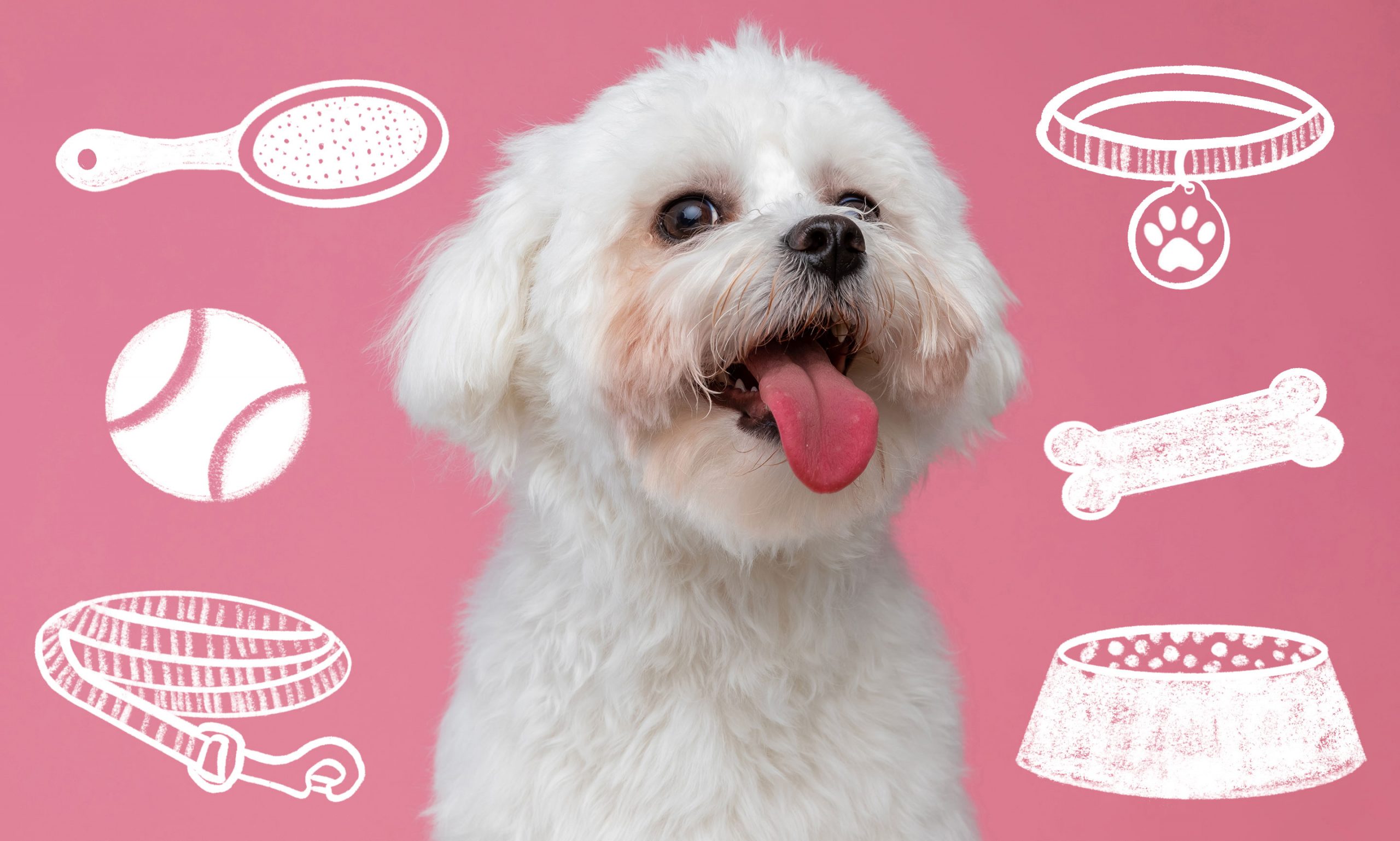 new dog Puppies and Adoption BeChewy