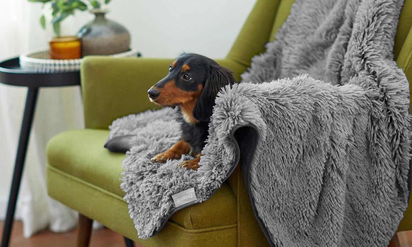 How to Pick the Perfect Winter Blanket for Pets BeChewy