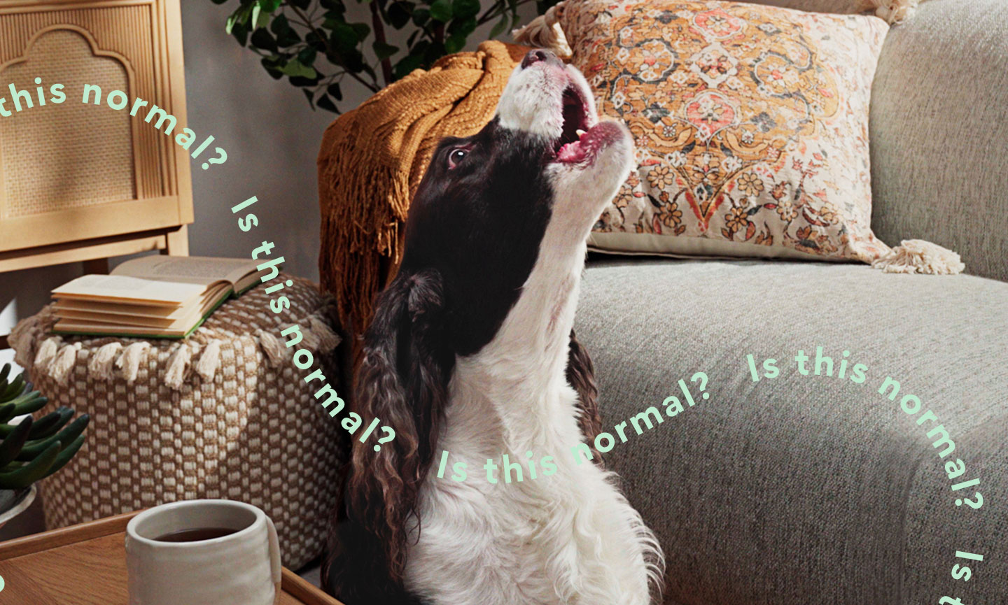 Why Do Dogs Howl? Is This Normal? BeChewy