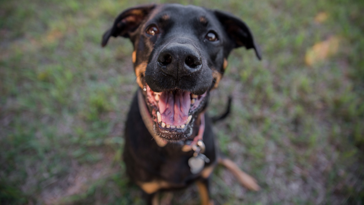 Why Do Dogs Bark At Their Tail