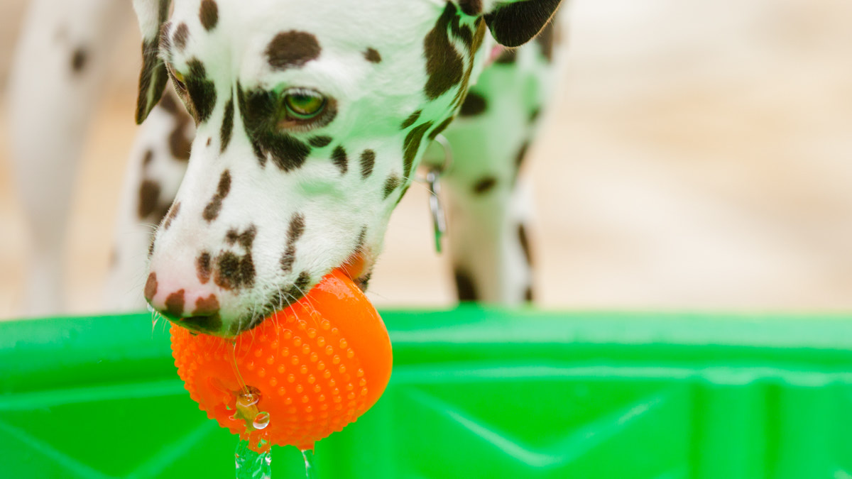 Dog Grooming How to Give a Dog a Bath BeChewy