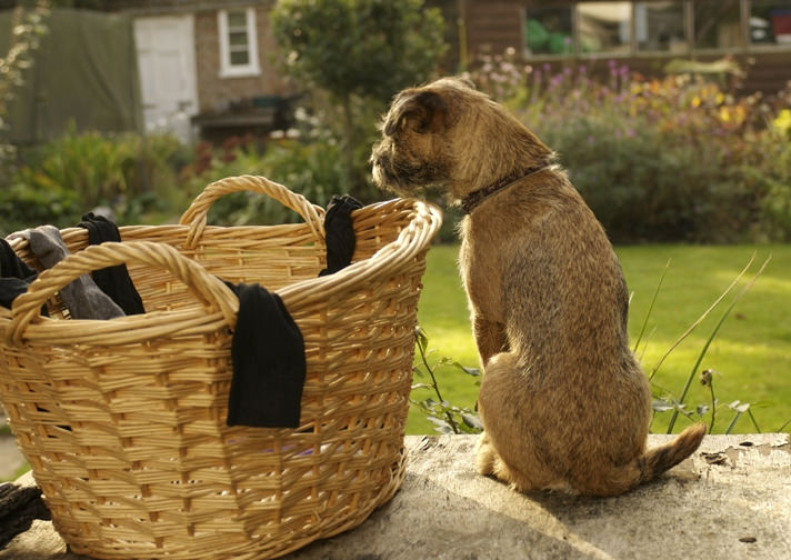 Can A Dog Pass A Small Sock