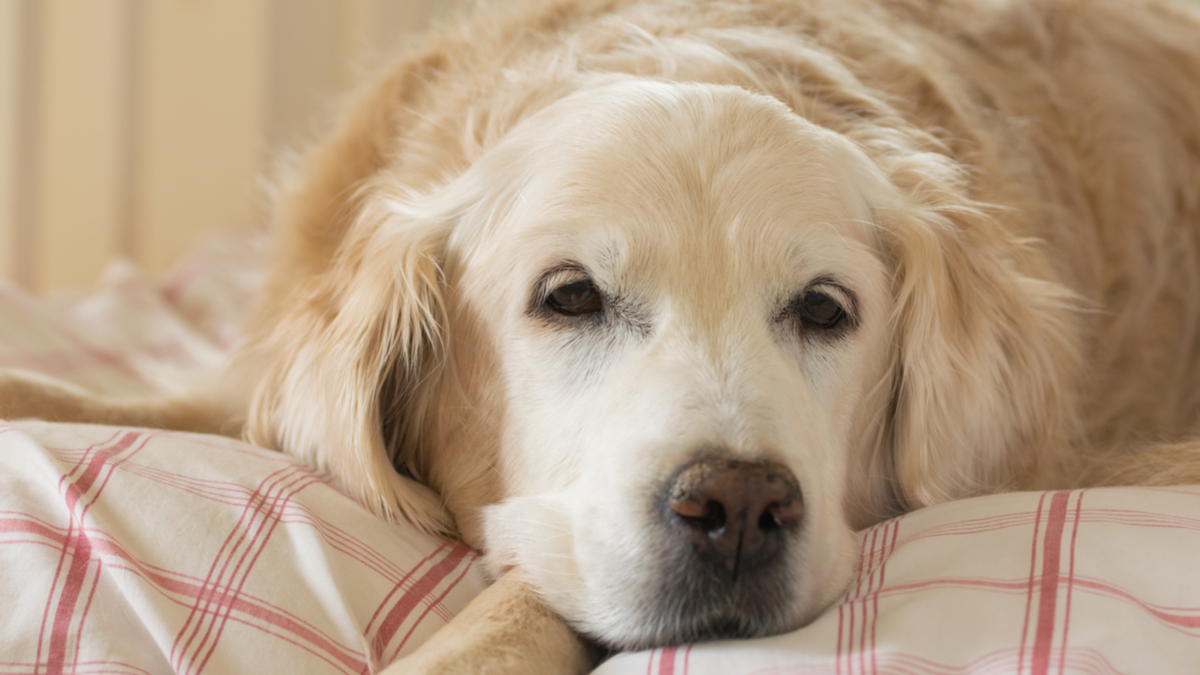 Can A Seizure Paralyze A Dog