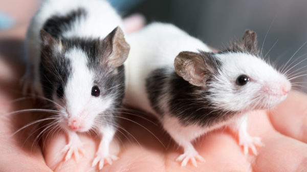 Cute Pet Rats Grooming