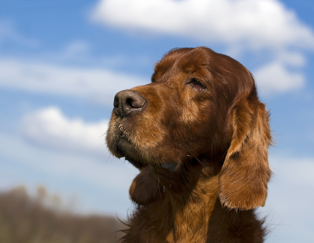 Why Does My Dogs Eyes Look Blue